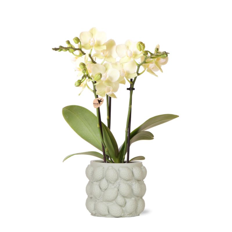 Orchidee in Citroen groen