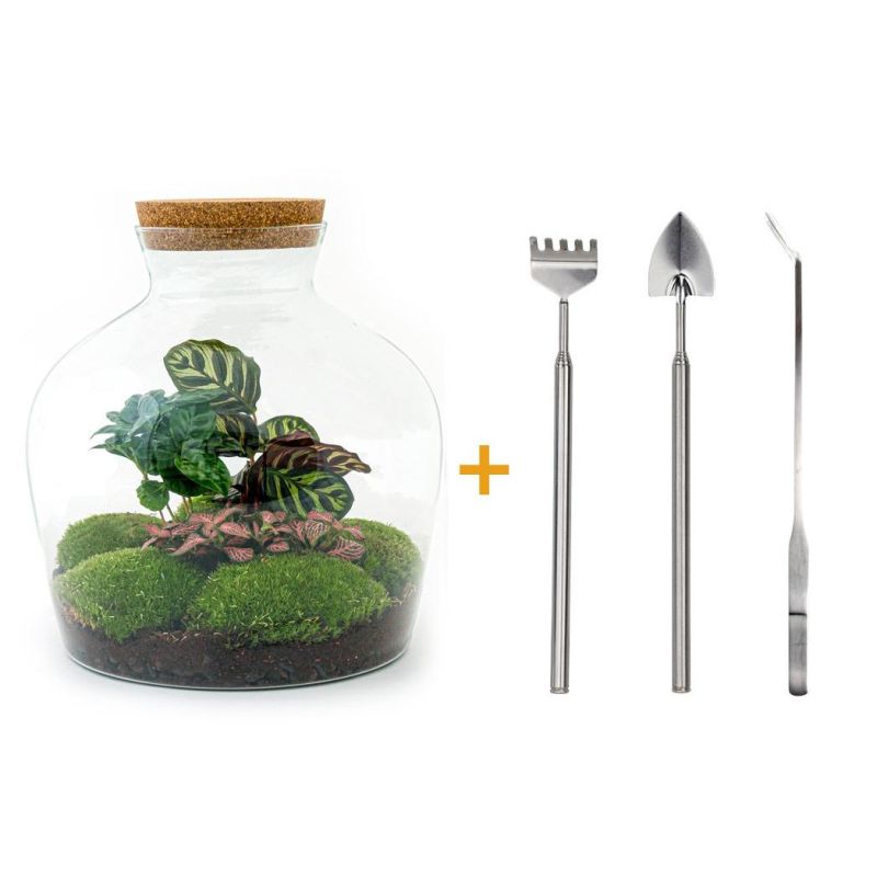 DIY Terrarium Calathea + tools