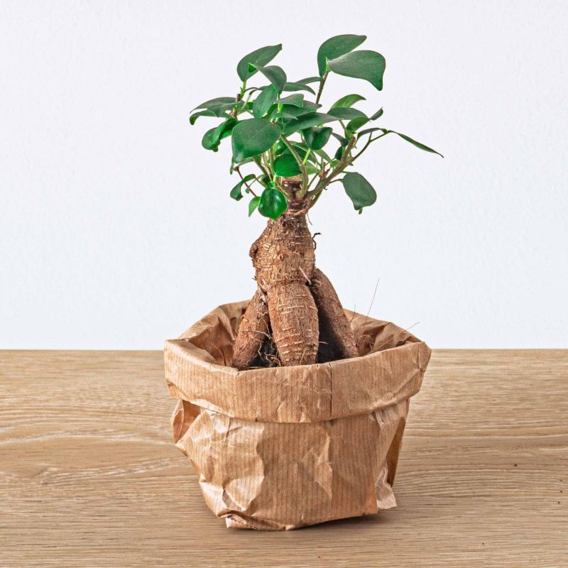 Terrarium pakket Ficus Bonsai