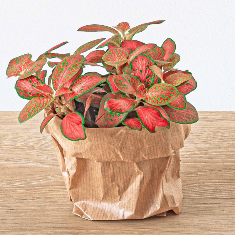 Terrarium pakket Ficus Bonsai