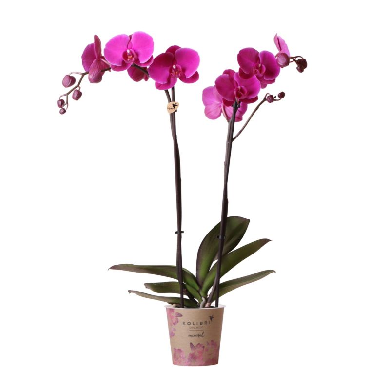 Phalaenopsis paars