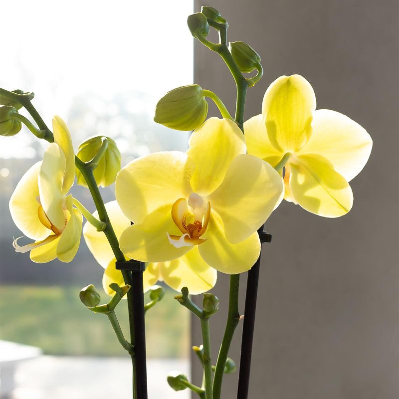 Phalaenopsis geel