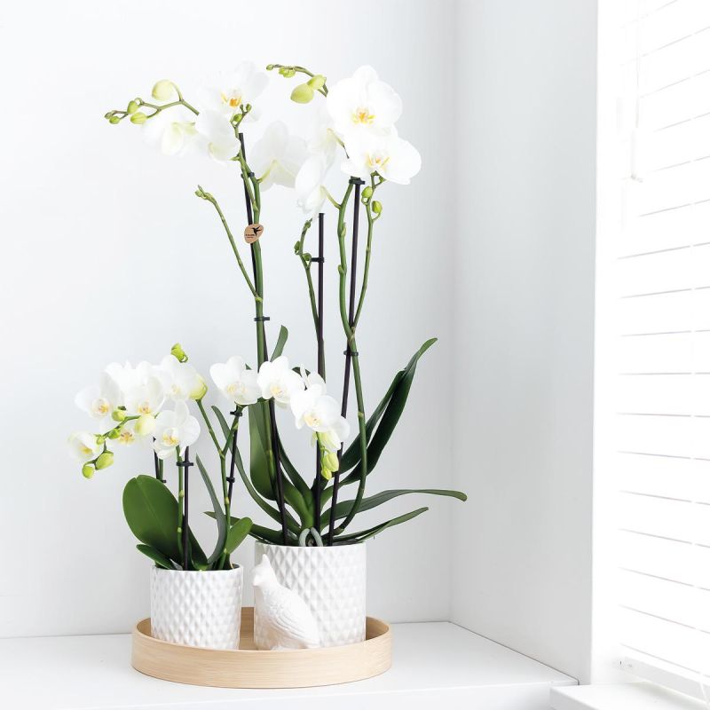 Phalaenopsis wit