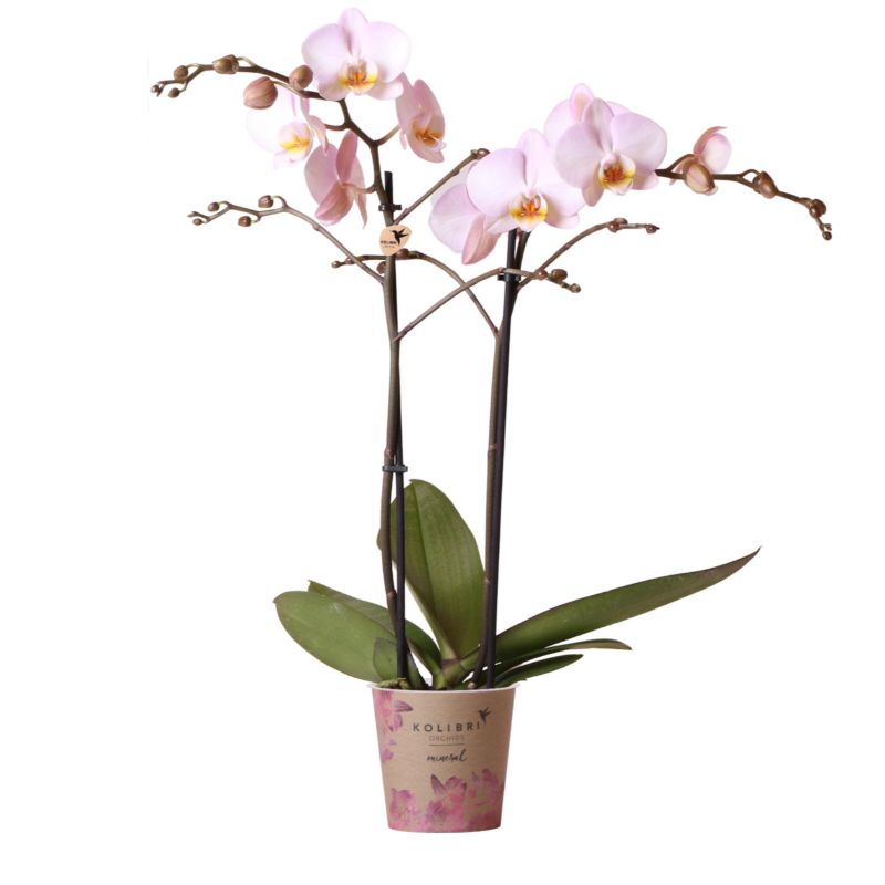 Phalaenopsis roze