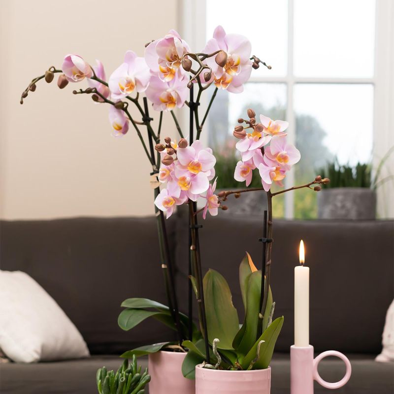 Phalaenopsis roze