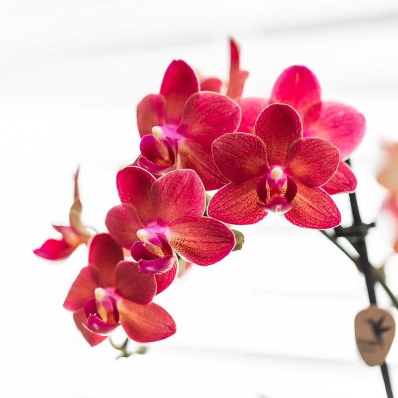 Orchidee Congo in Small Feet