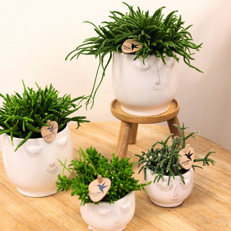 Vetplanten duo Retro wit