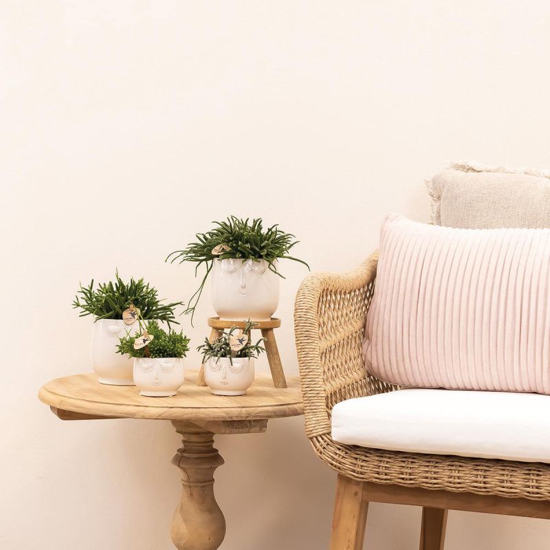 Vetplanten duo Retro wit