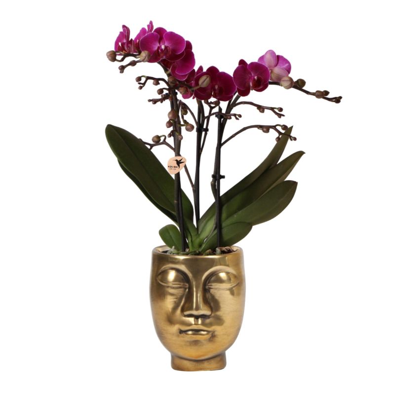 Orchidee paars in Face pot goud