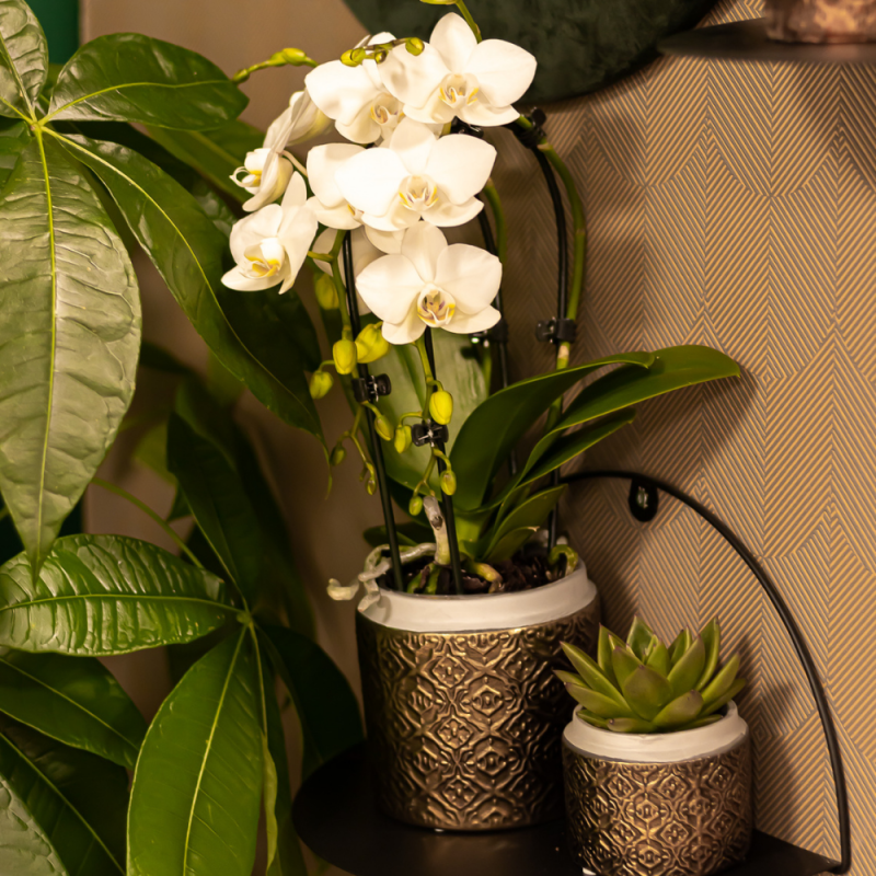 Phalaenopsis Cascade wit
