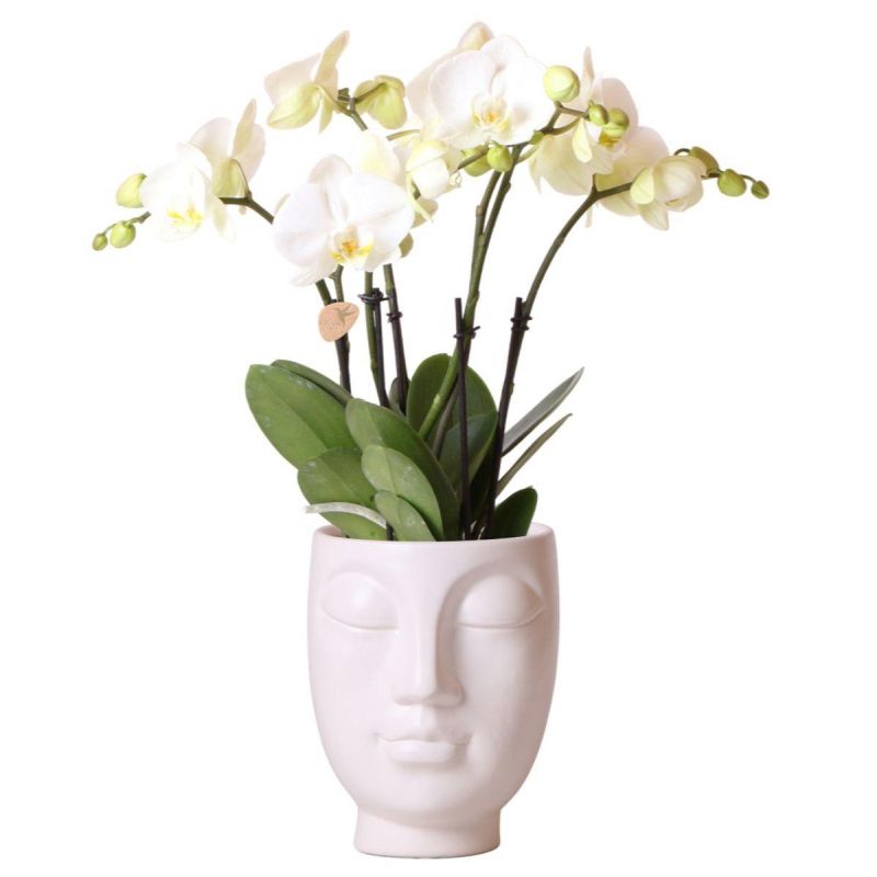 Orchidee in Face pot Wit