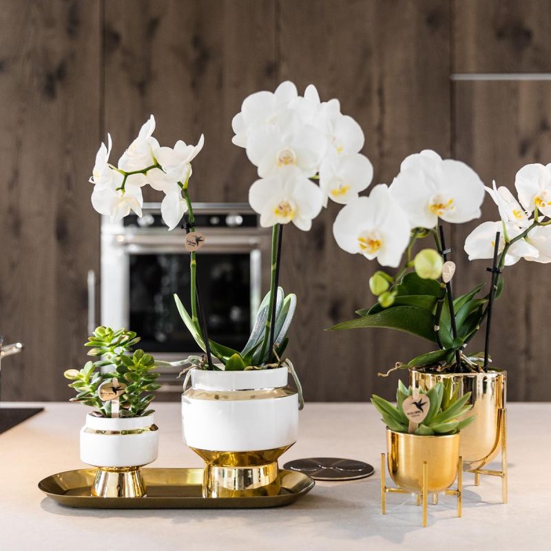 Orchidee in Luxueus goud