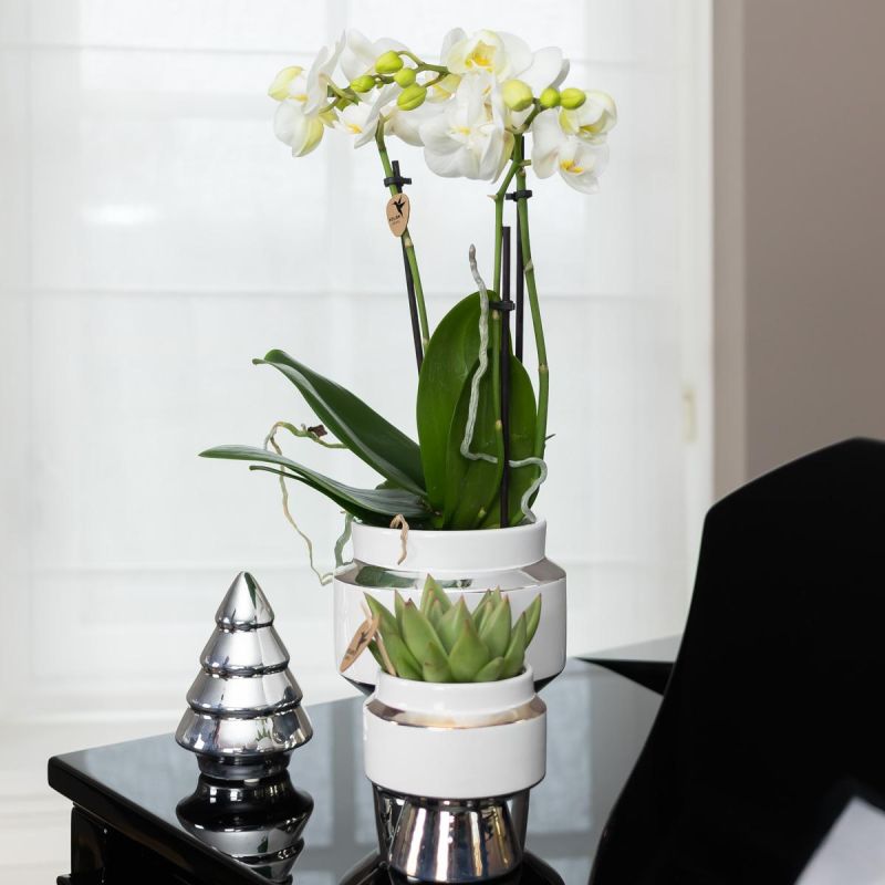 Orchidee in Luxueus zilver