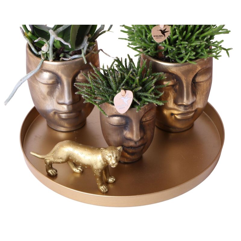 Crassula in Industrieel Duo goud