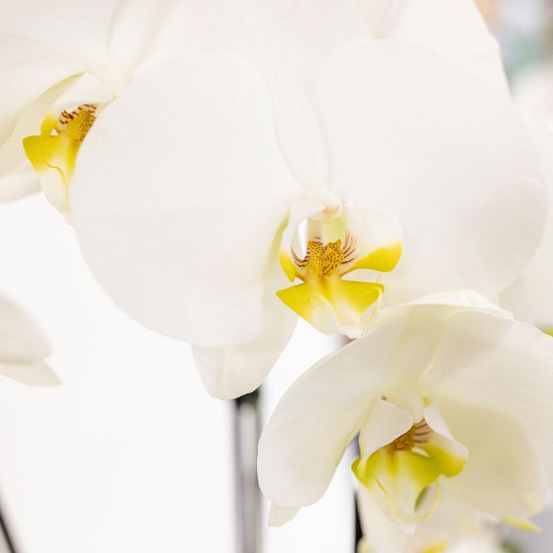 Orchideeënmand Riet wit