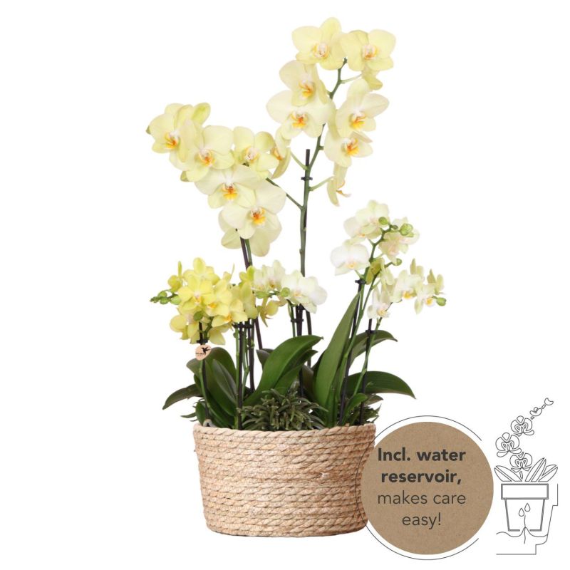 Orchideeënmand Riet geel