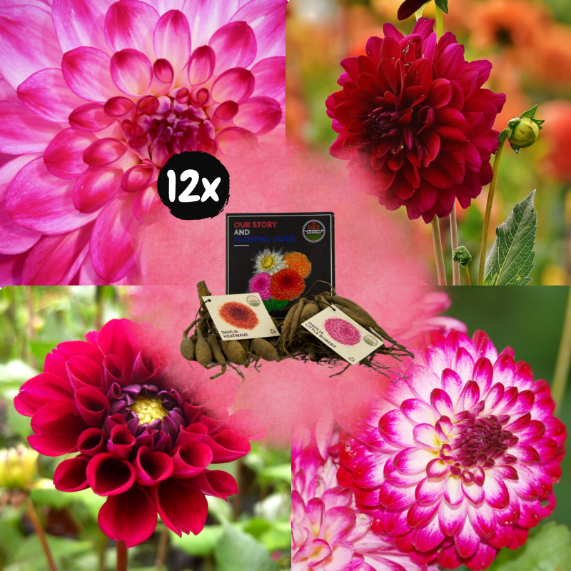 Dahlia mix 'Soft Touch'