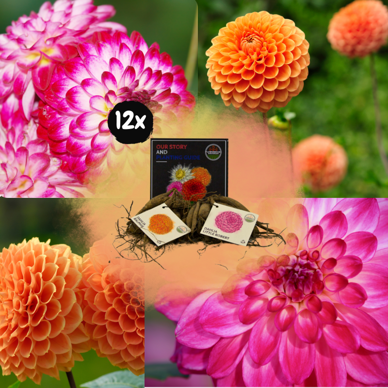 Dahlia mix 'Holiday'