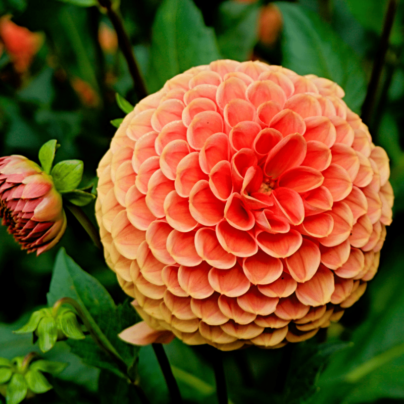 Dahlia mix 'Pot of Gold'