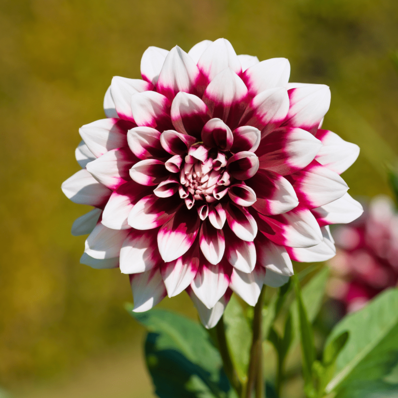 Dahlia mix 'Pot of Gold'