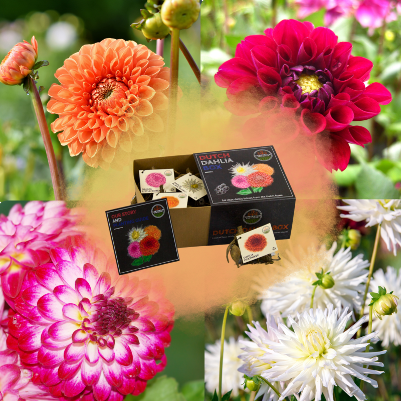 Dahlia mix 'Spring Fever'