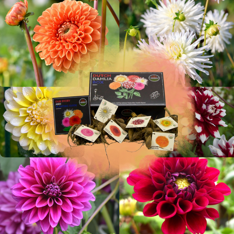 Dahlia mix 'Pot of Gold'