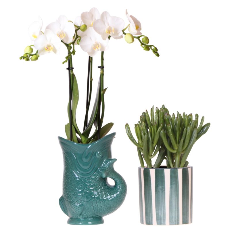 Planten duo Atlantis