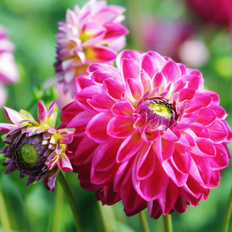 Dahlia mix 'Soft Touch'