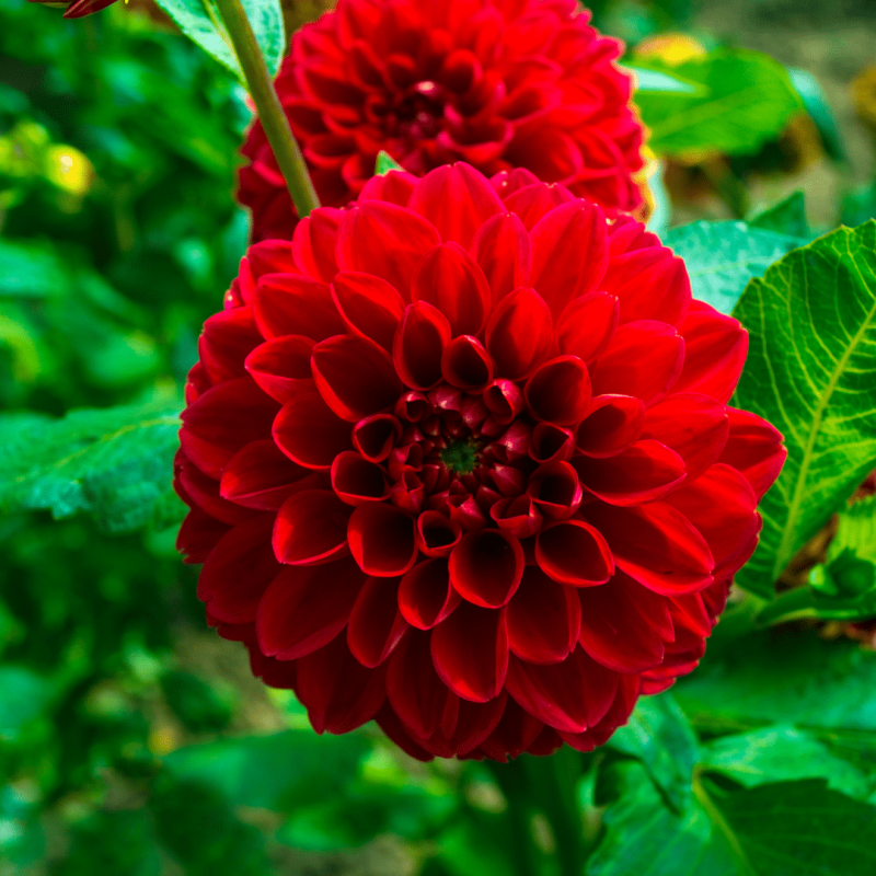 Dahlia mix 'Soft Touch'