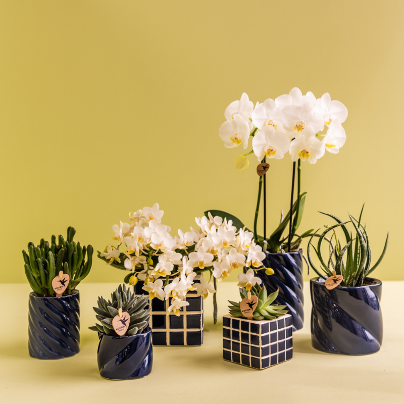 Planten duo in Spiral Clay blauw
