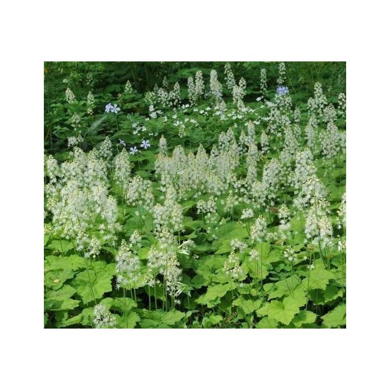Tiarella cordifolia 