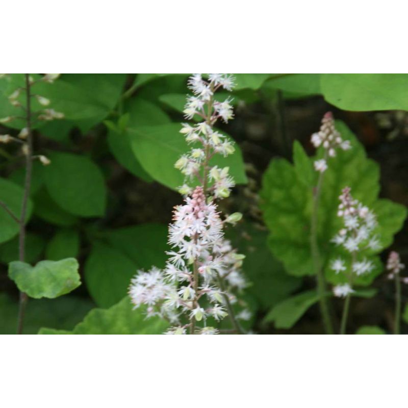 Tiarella wherryi