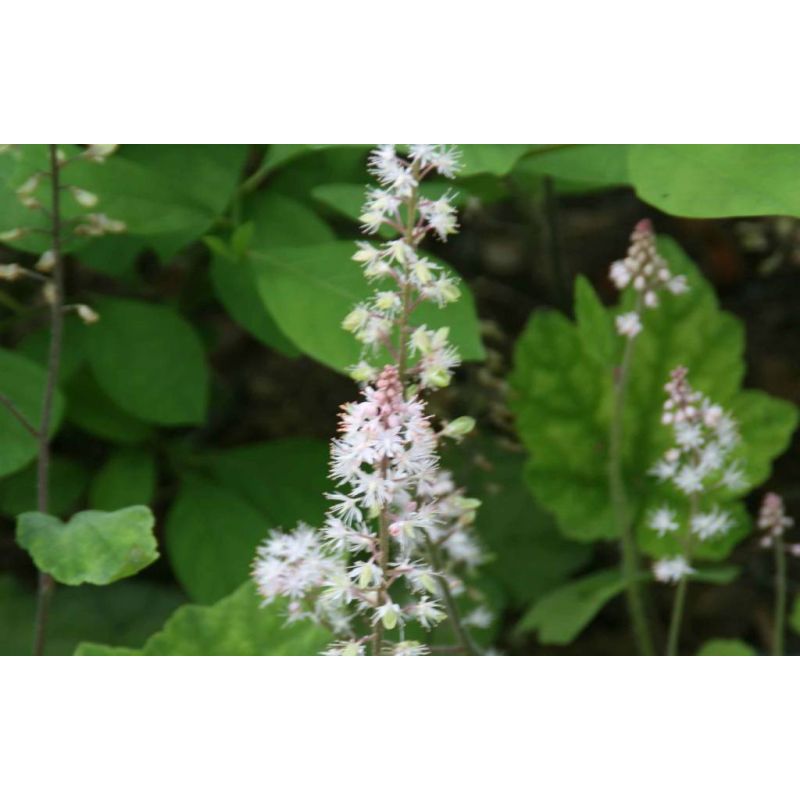 Tiarella Wherryi