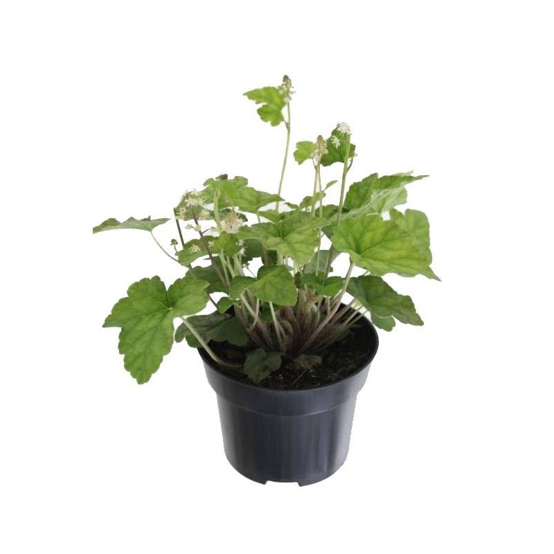 Tiarella wherryi