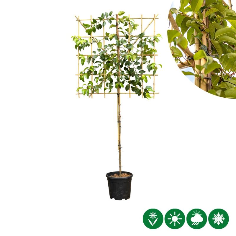 Prunus Tico - leiboom laagstam