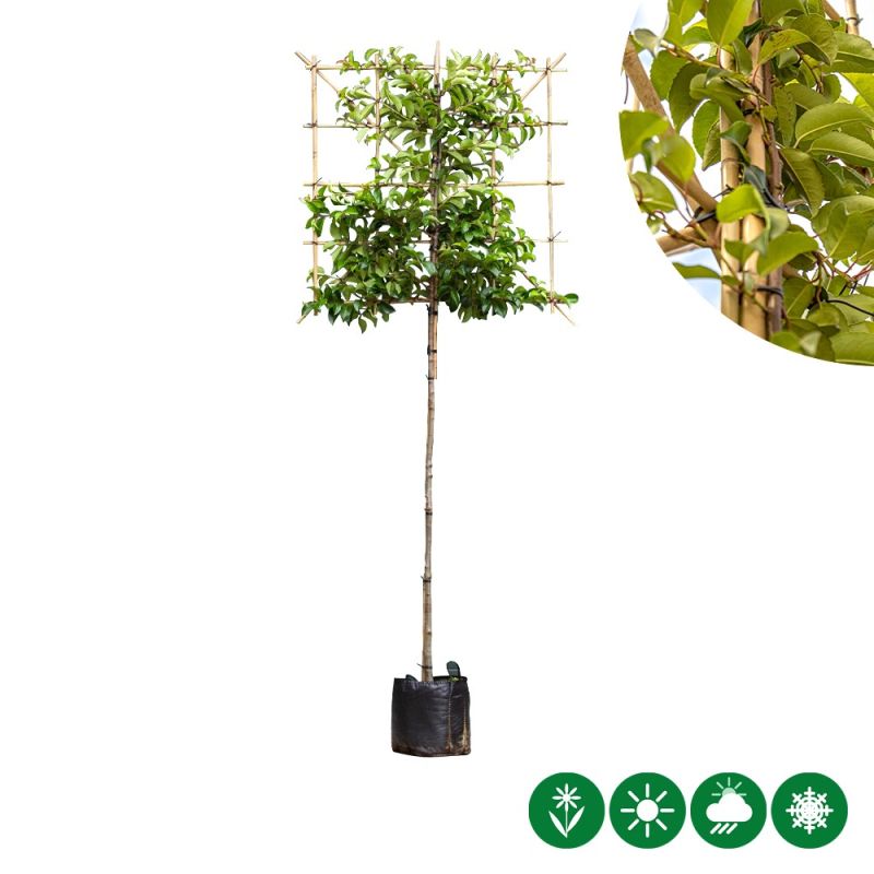 Prunus Tico - leiboom