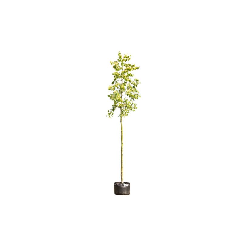 Tilia Henryana 