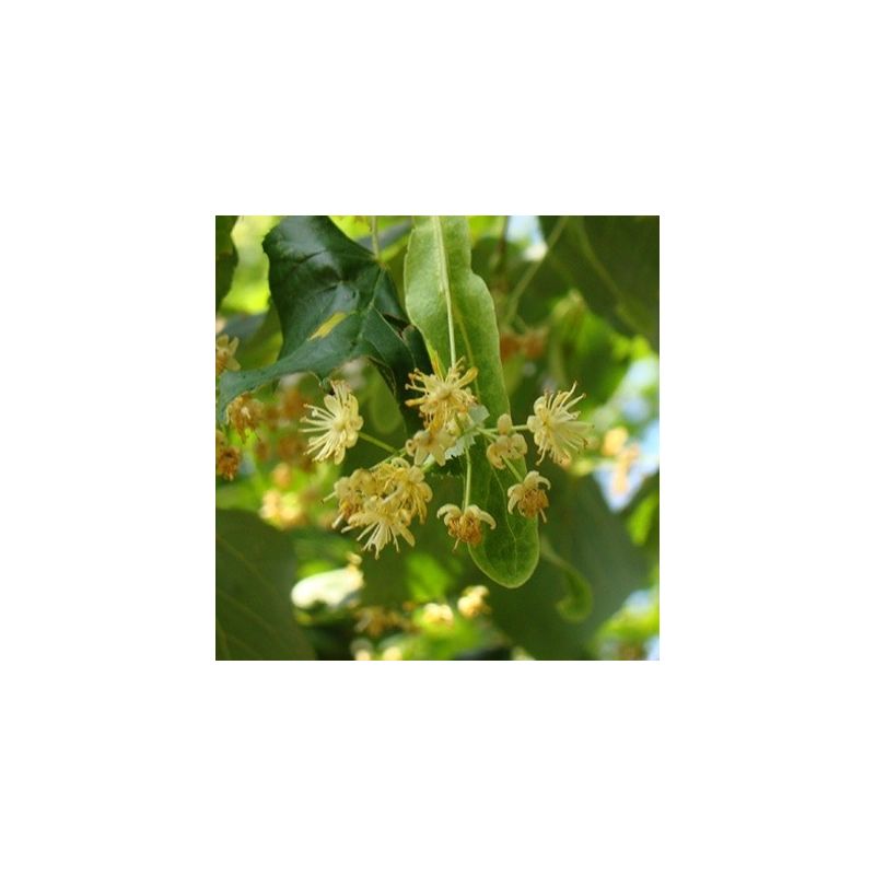 Tilia cordata 