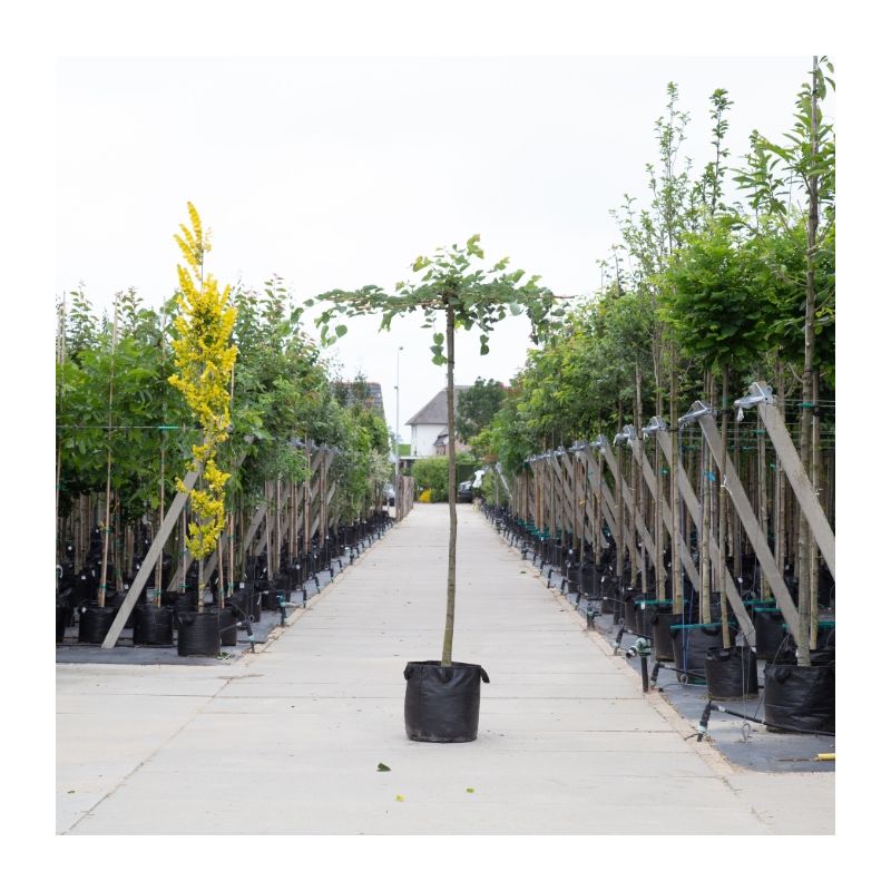 Tilia Cordata Greenspire - kruisdak