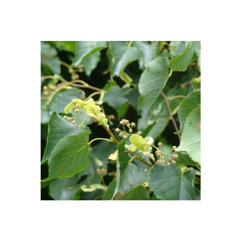 Tilia Cordata Greenspire - kruisdak