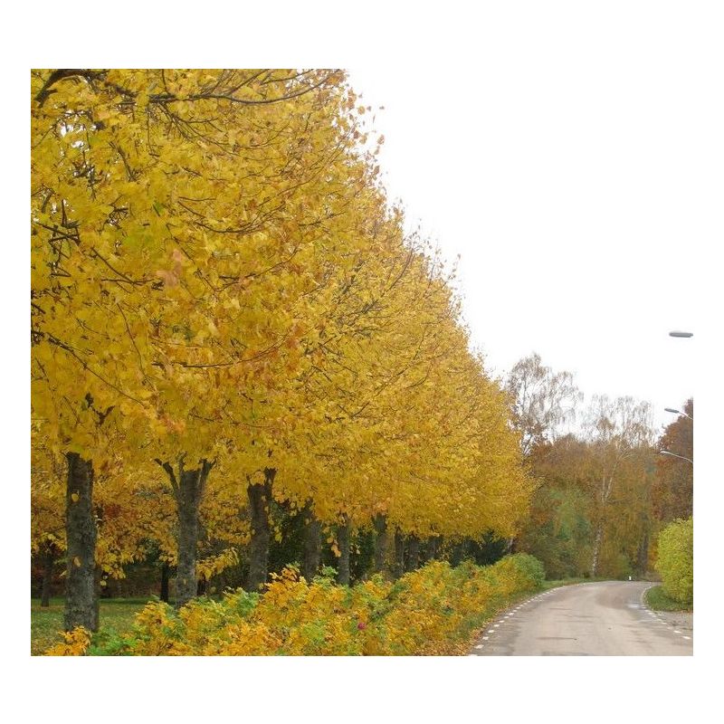 Tilia Pallida