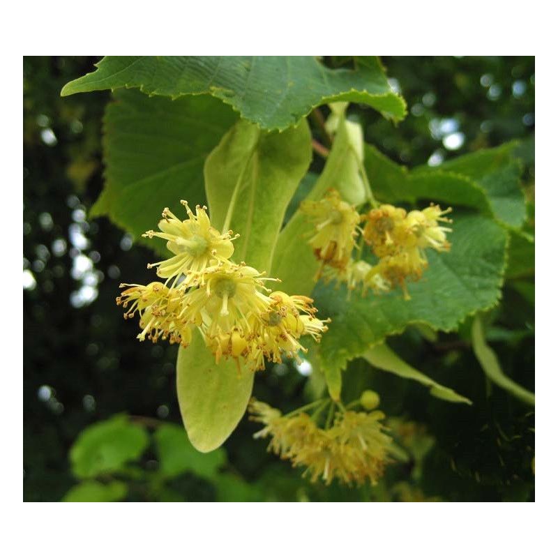 Tilia Pallida