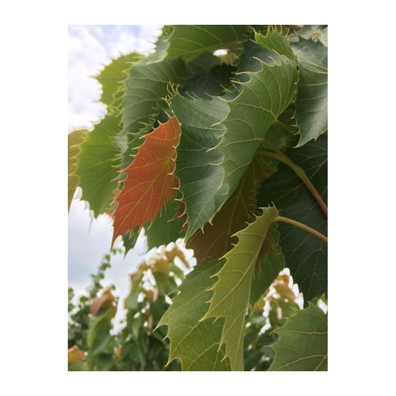 Tilia Henryana 