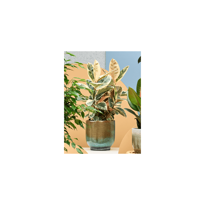 Ficus Tineke