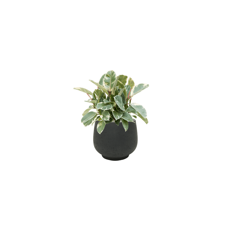 Ficus Tineke