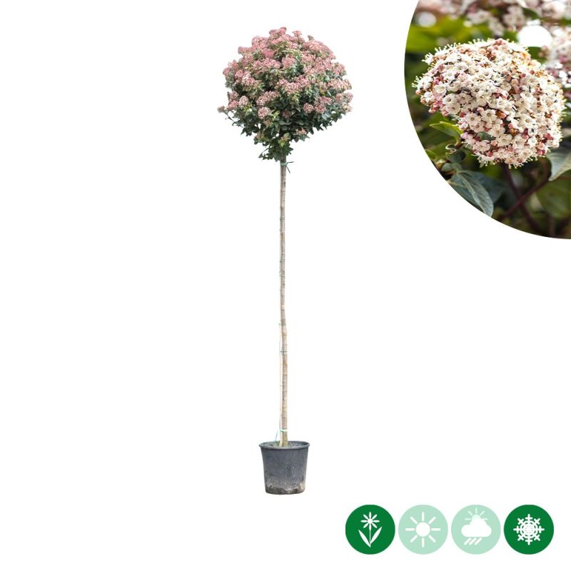 Viburnum tinus