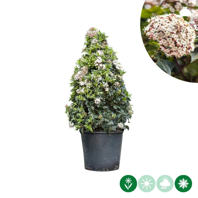 Viburnum tinus - kegelvorm