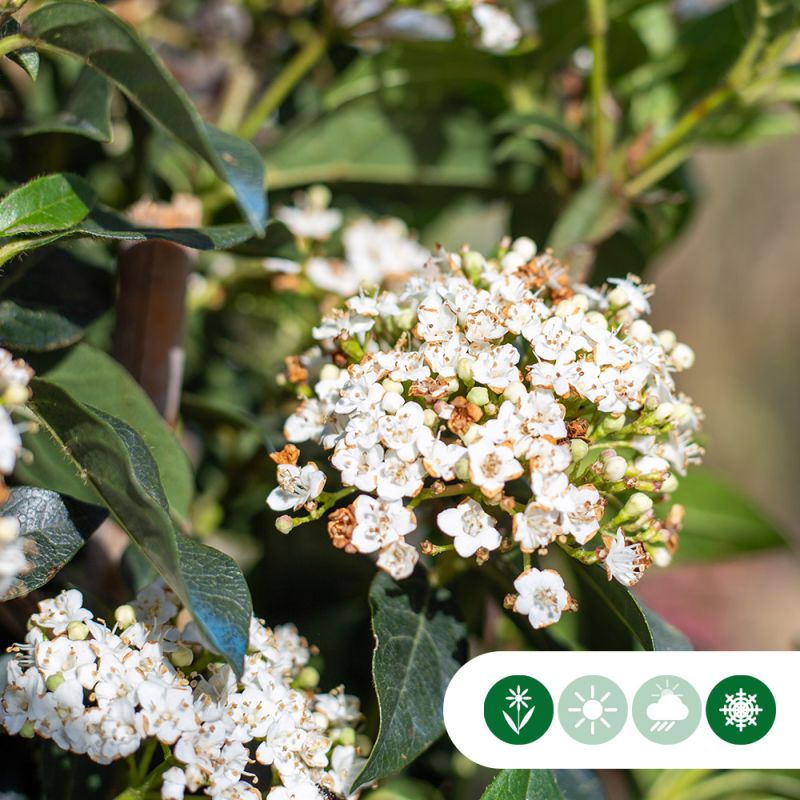 Viburnum tinus - kegelvorm
