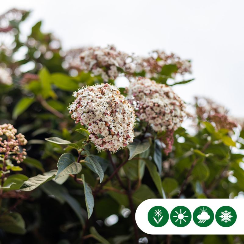 Viburnum tinus - kegelvorm