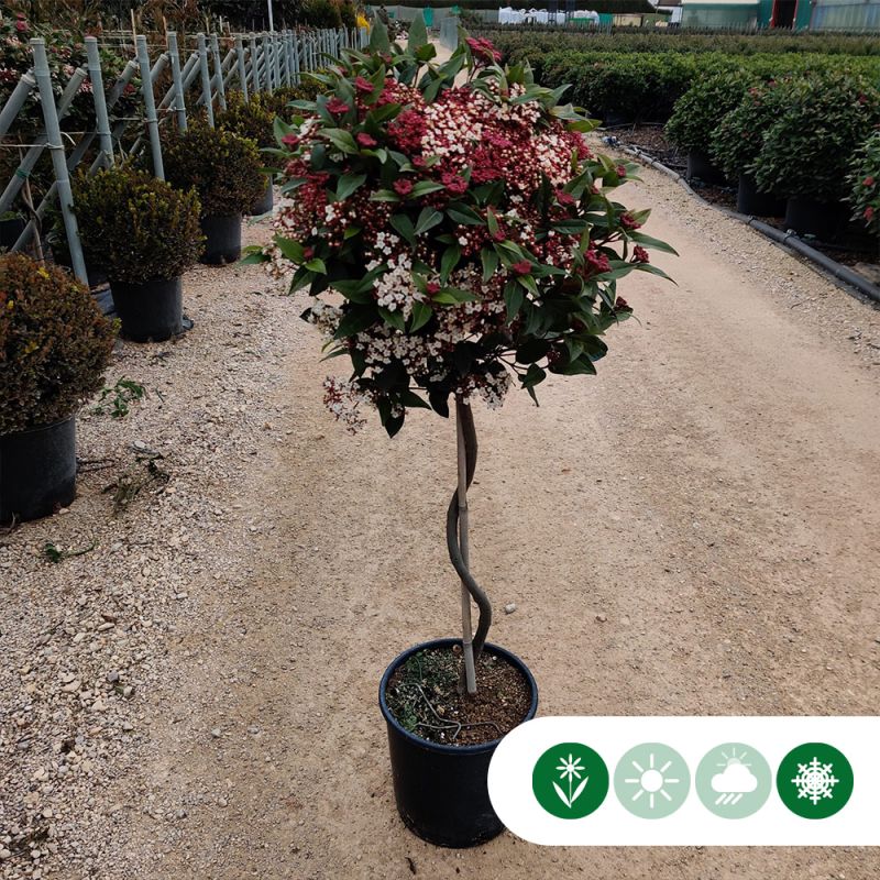 Viburnum tinus - spiraalvorm